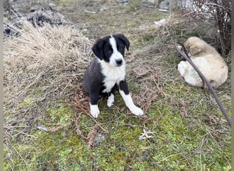 Meadow - wünscht sich eine Familie