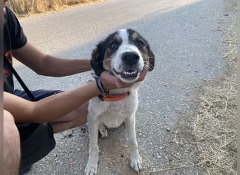 Rea – Fröhliches Hundemädchen sucht ein liebevolles Zuhause!