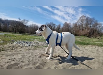 Charlie - ein Goldstück sucht seine Menschen