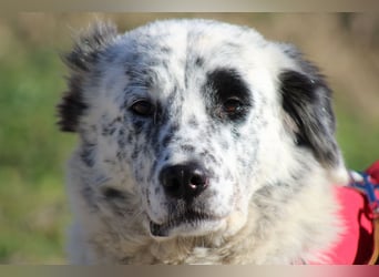 Pippa - wundervolle und zurückhaltende Hündin sucht ein Zuhause