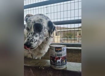 Pippa - eine sanfte Hündin, die Sicherheit und Vertrauen sucht