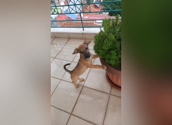 Beany - ein kleines Wunder sucht ihr Glück