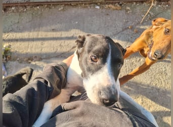 Ahoi – hier kommt Jack, der kleine Pirat auf vier Pfoten!