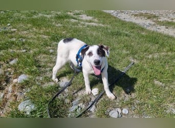 Charlie - ein Goldstück sucht seine Menschen