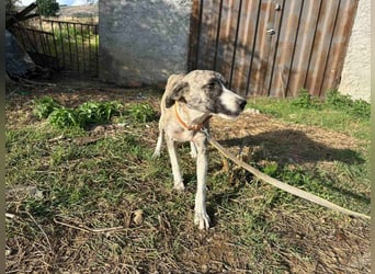 Lili sucht ihr Für-immer-Zuhause!