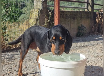 Lisa - liebe kleine Jagdhunddame sucht Dich