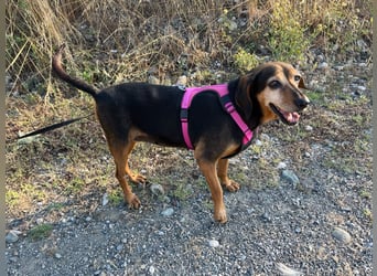 Laika – unsere süßeste kleine Seele sucht ihr Zuhause