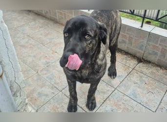 Zuckersüßer Riley sucht Familienanschluss.