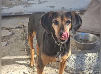 Laika, ein Herz aus Gold, sucht ihren Menschen