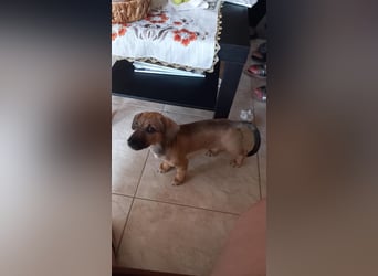 Beany - ein kleines Wunder sucht ihr Glück