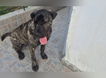 Zuckersüßer Riley sucht Familienanschluss.