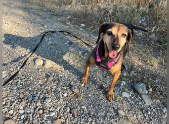 Laika – unsere süßeste kleine Seele sucht ihr Zuhause