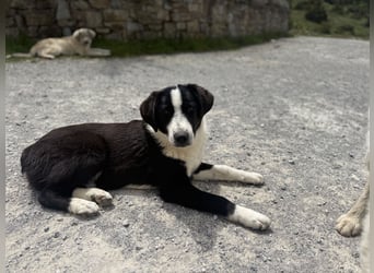 Meadow wünscht sich eine Familie