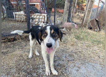 Rea – Fröhliches Hundemädchen sucht ein liebevolles Zuhause!