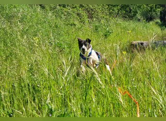 Ahoi – hier kommt Jack, der kleine Pirat auf vier Pfoten!
