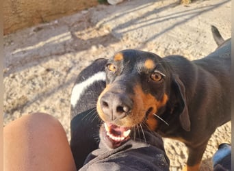 Lisa - liebe kleine Jagdhunddame sucht Dich