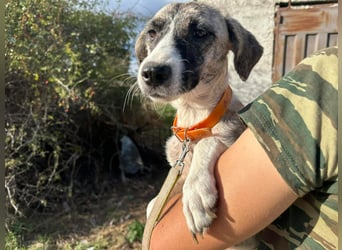 Lili sucht ihr Für-immer-Zuhause!