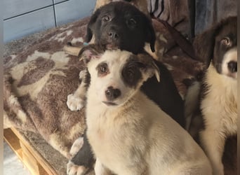 Charlie - ein Goldstück sucht seine Menschen