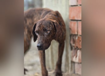Django – vom Straßenhund zum Hoffnungsträger
