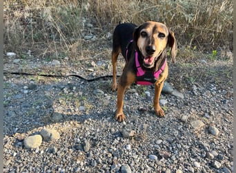 Laika – unsere süßeste kleine Seele sucht ihr Zuhause