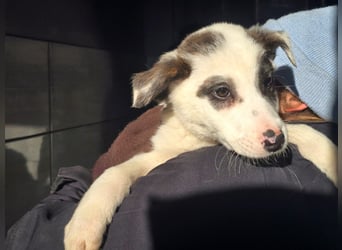 Charlie - ein Goldstück sucht seine Menschen