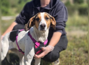 Ellie - mit einem Lächeln auf vier Pfoten