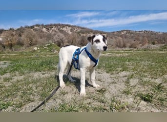 Charlie - ein Goldstück sucht seine Menschen