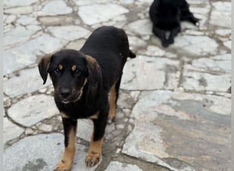 River sucht sein Für-Immer-Körbchen