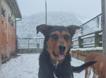 Cora - eine fröhliche Labrador-Seele auf der Suche nach ihrem Zuhause
