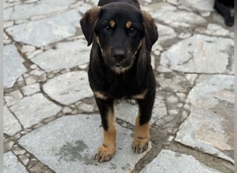 River sucht sein Für-Immer-Körbchen