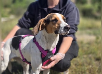 Ellie - mit einem Lächeln auf vier Pfoten