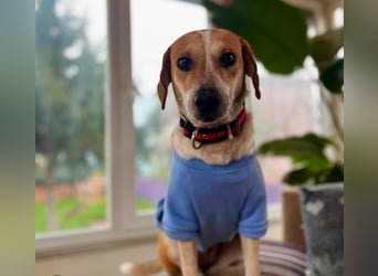 Bonny - Eine junge Hündin auf der Suche nach ihrem Glück