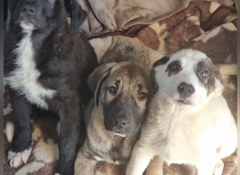 Charlie - ein Goldstück sucht seine Menschen