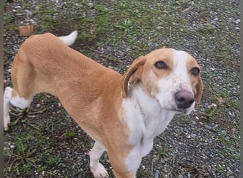 Shika – eine Seele zwischen Straße und Hoffnung