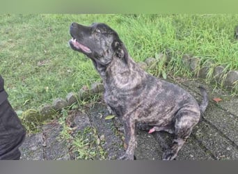 Zuckersüßer Riley sucht Familienanschluss.