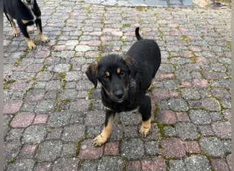 River sucht sein Für-Immer-Körbchen