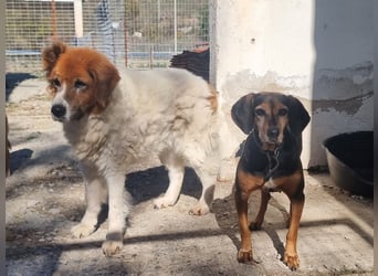 Laika, ein Herz aus Gold, sucht ihren Menschen