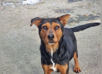 Cora - eine fröhliche Labrador-Seele auf der Suche nach ihrem Zuhause