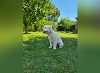Dobby – sucht Menschen mit Hundeerfahrung und einem großen Herzen