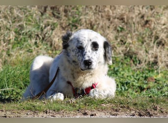 Pippa - wundervolle und zurückhaltende Hündin sucht ein Zuhause