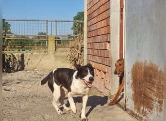 Ahoi – hier kommt Jack, der kleine Pirat auf vier Pfoten!