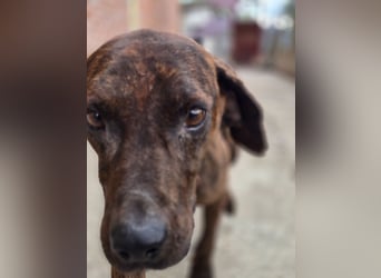 Django – vom Straßenhund zum Hoffnungsträger