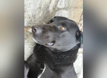 Velvet - ein Hundeherz aus Gold