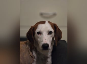 Arni - unser tapferer Kämpfer sucht sein großes Glück