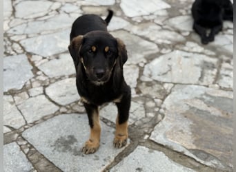 River sucht sein Für-Immer-Körbchen