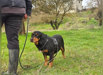 Lisa - liebe kleine Jagdhunddame sucht Dich