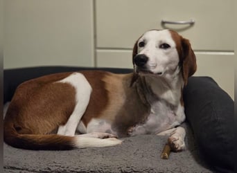 Arni - unser tapferer Kämpfer sucht sein großes Glück