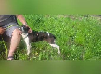 Ahoi – hier kommt Jack, der kleine Pirat auf vier Pfoten!