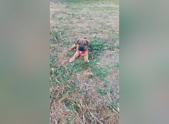 Beany - ein kleines Wunder sucht ihr Glück