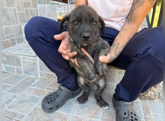 Zuckersüßer Riley sucht Familienanschluss.